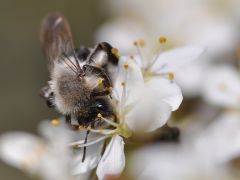 Andrena vaga